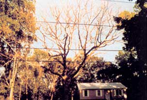 
The same oak one year later after developers were forced to add 3 feet of fill soil over its roots to obtain a septic permit.

